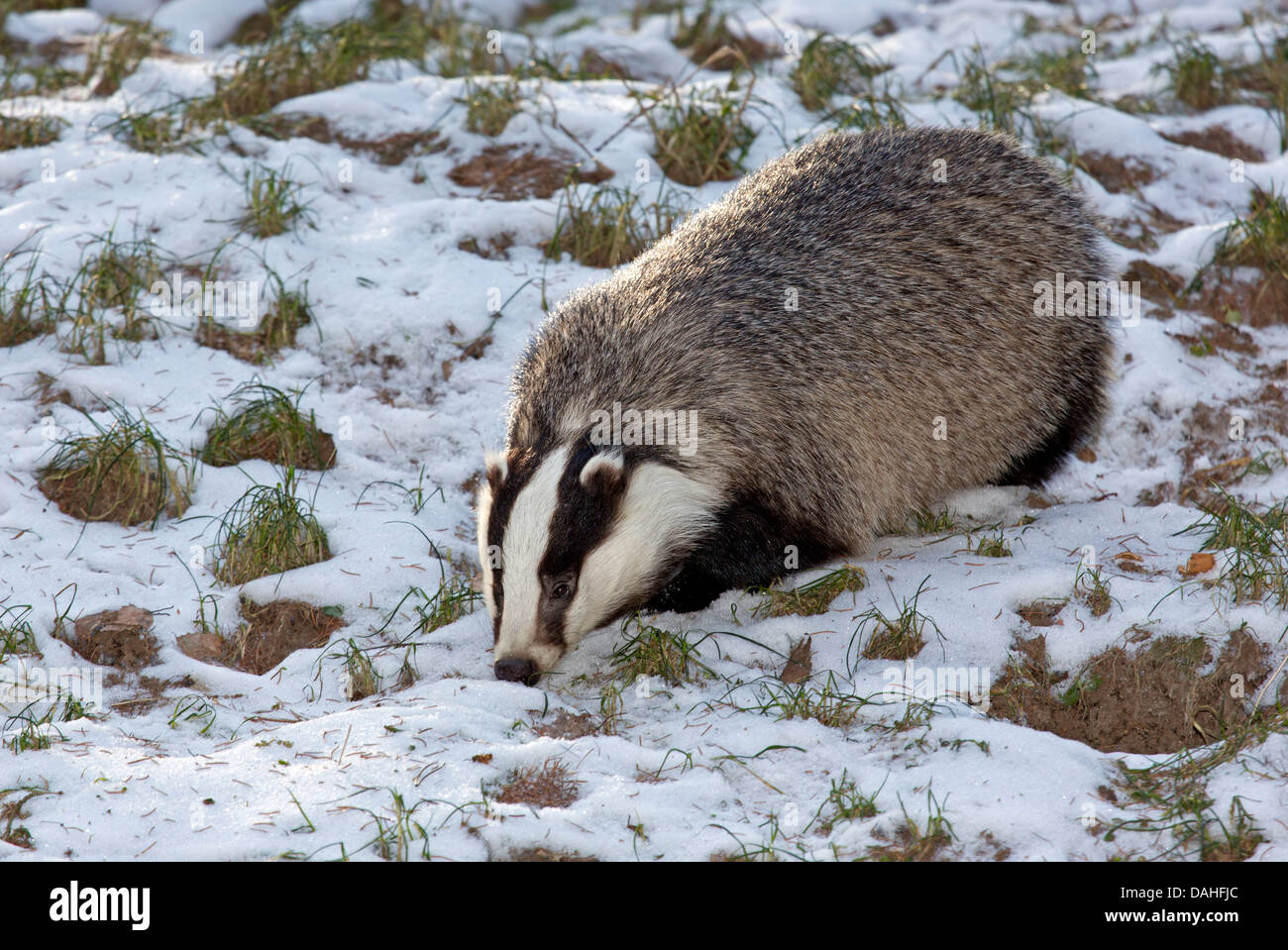 Unione badger nella neve (Meles meles) Foto Stock