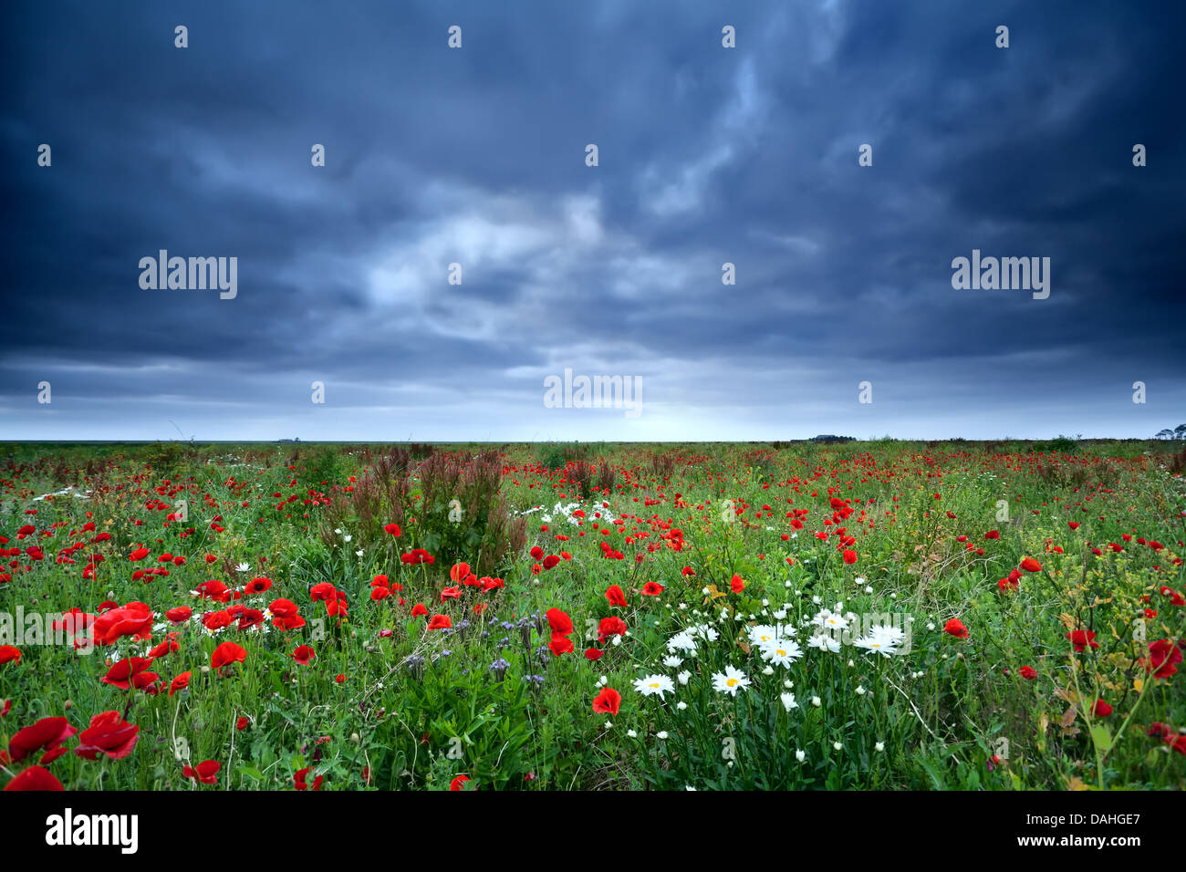 Cupo cielo velato su campo con papavero rosso fiori e daisy Foto Stock