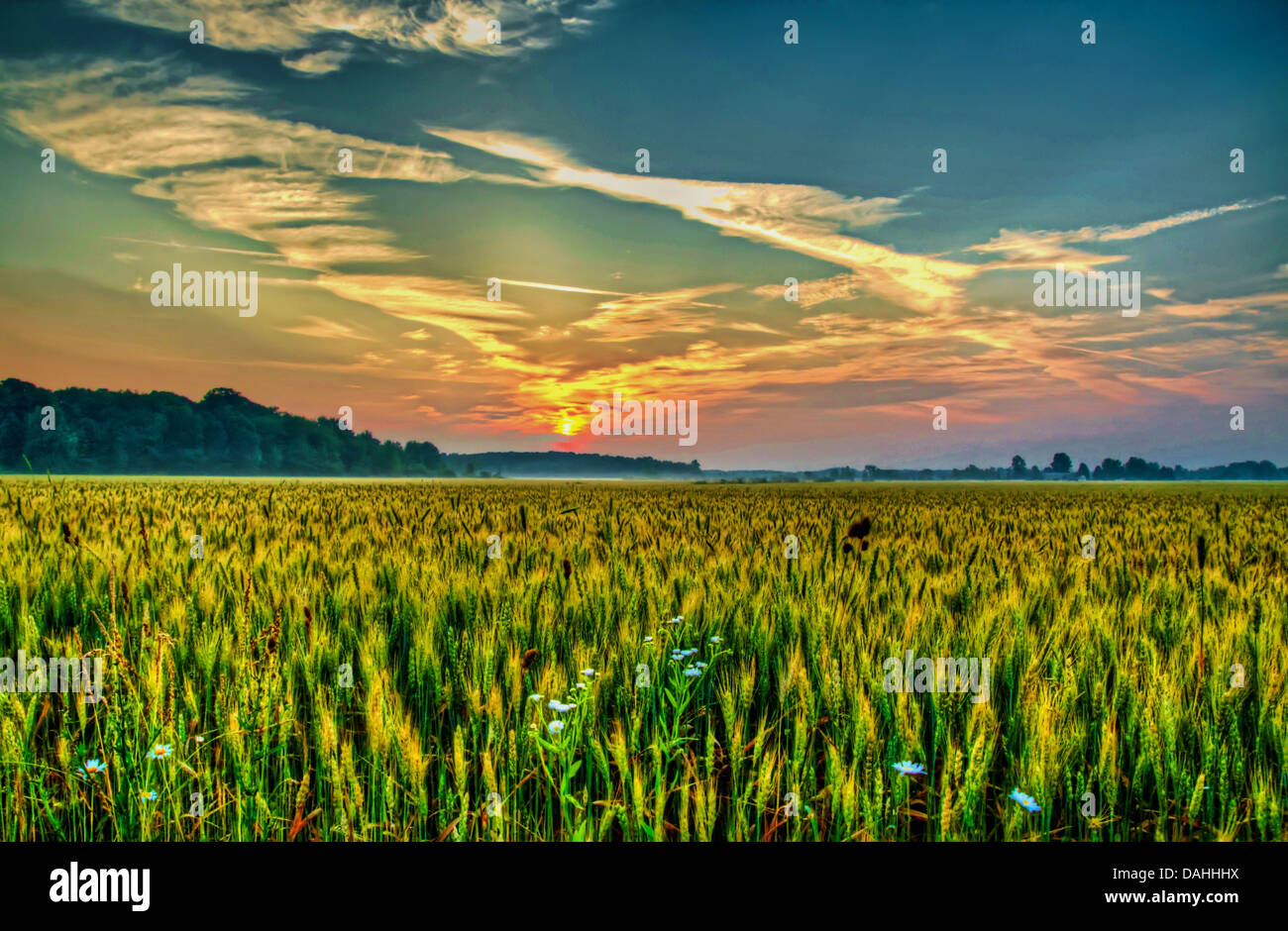 Foschia mattutina tramonto su campo di grano, araldi l alba di un nuovo giorno Foto Stock