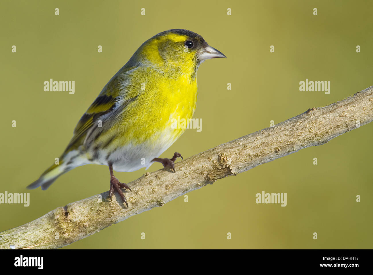 Eurasian lucherino, carduelis spinus Foto Stock