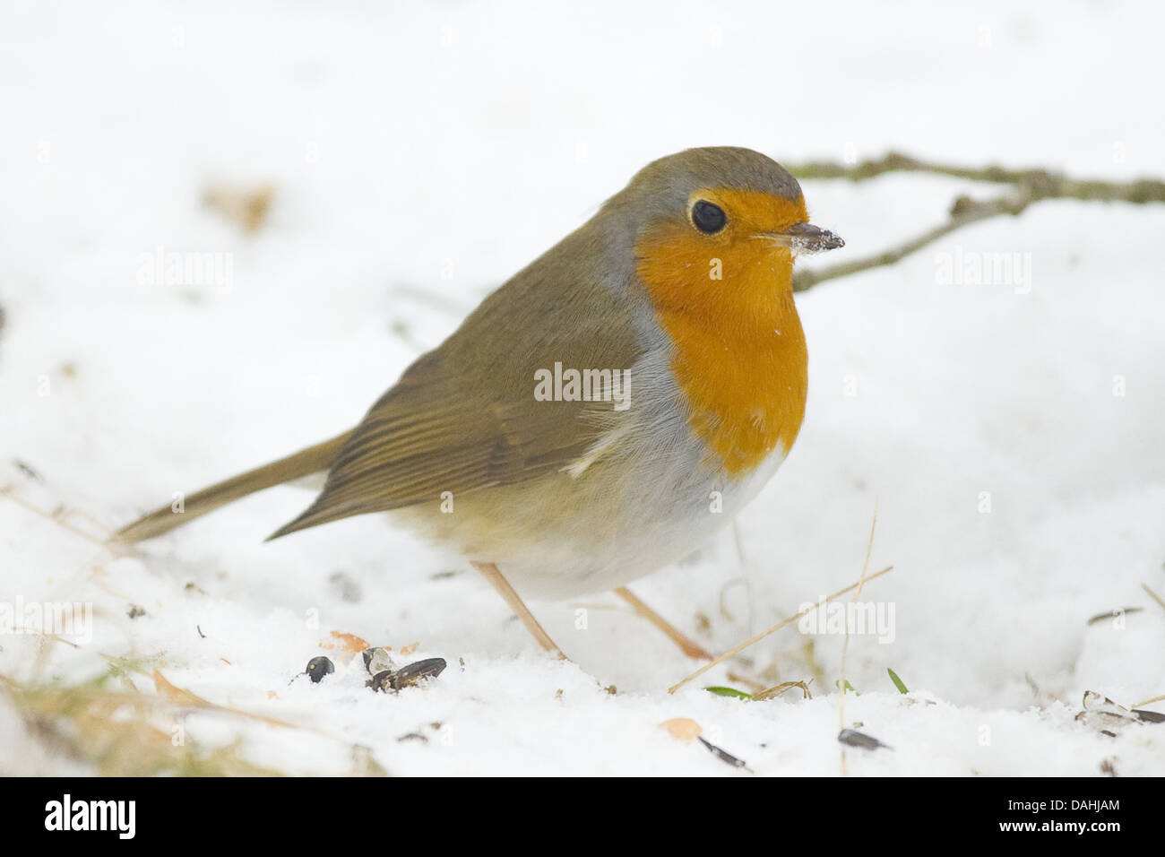 Unione robin, erithacus rubecula Foto Stock