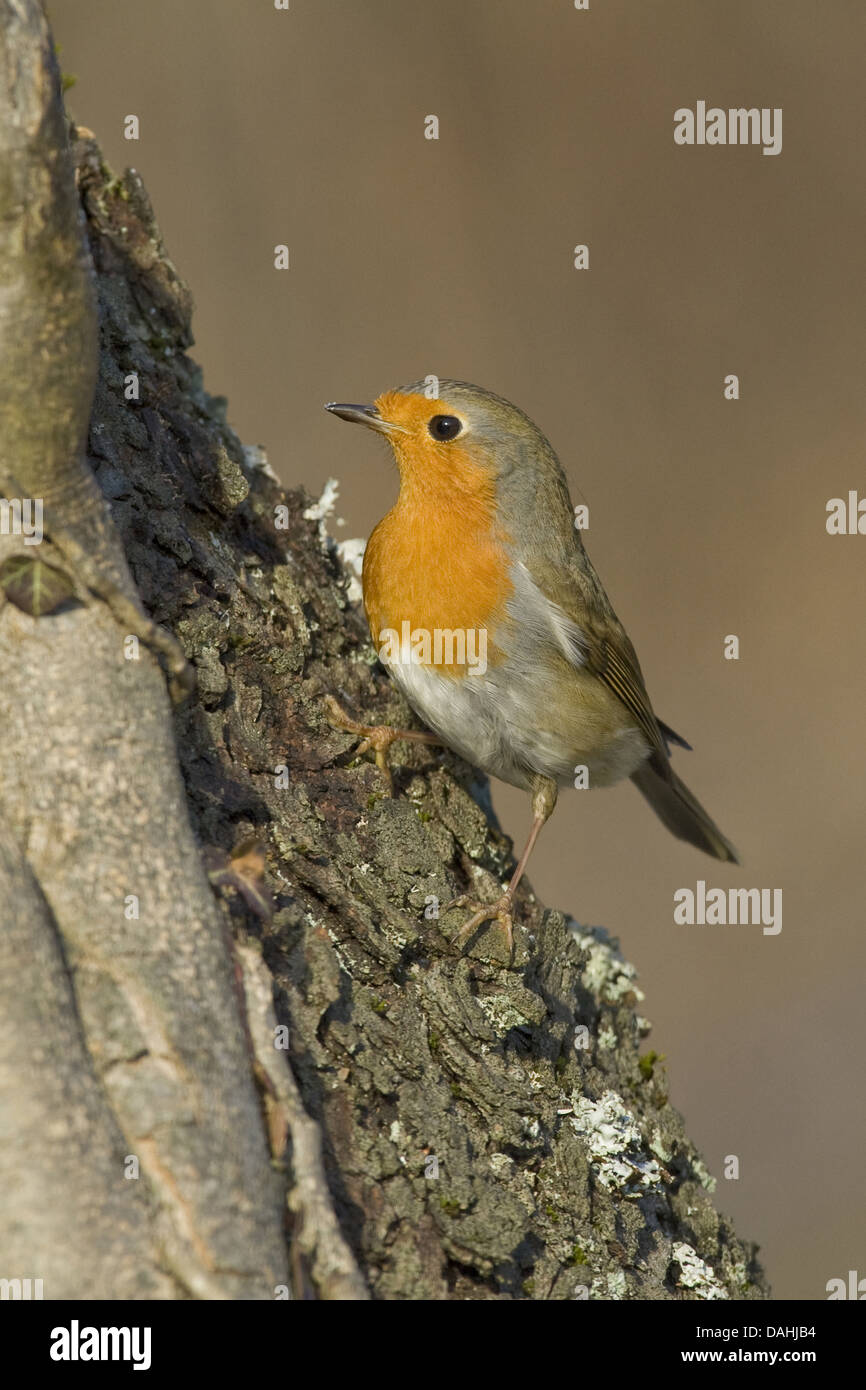 Unione robin, erithacus rubecula Foto Stock
