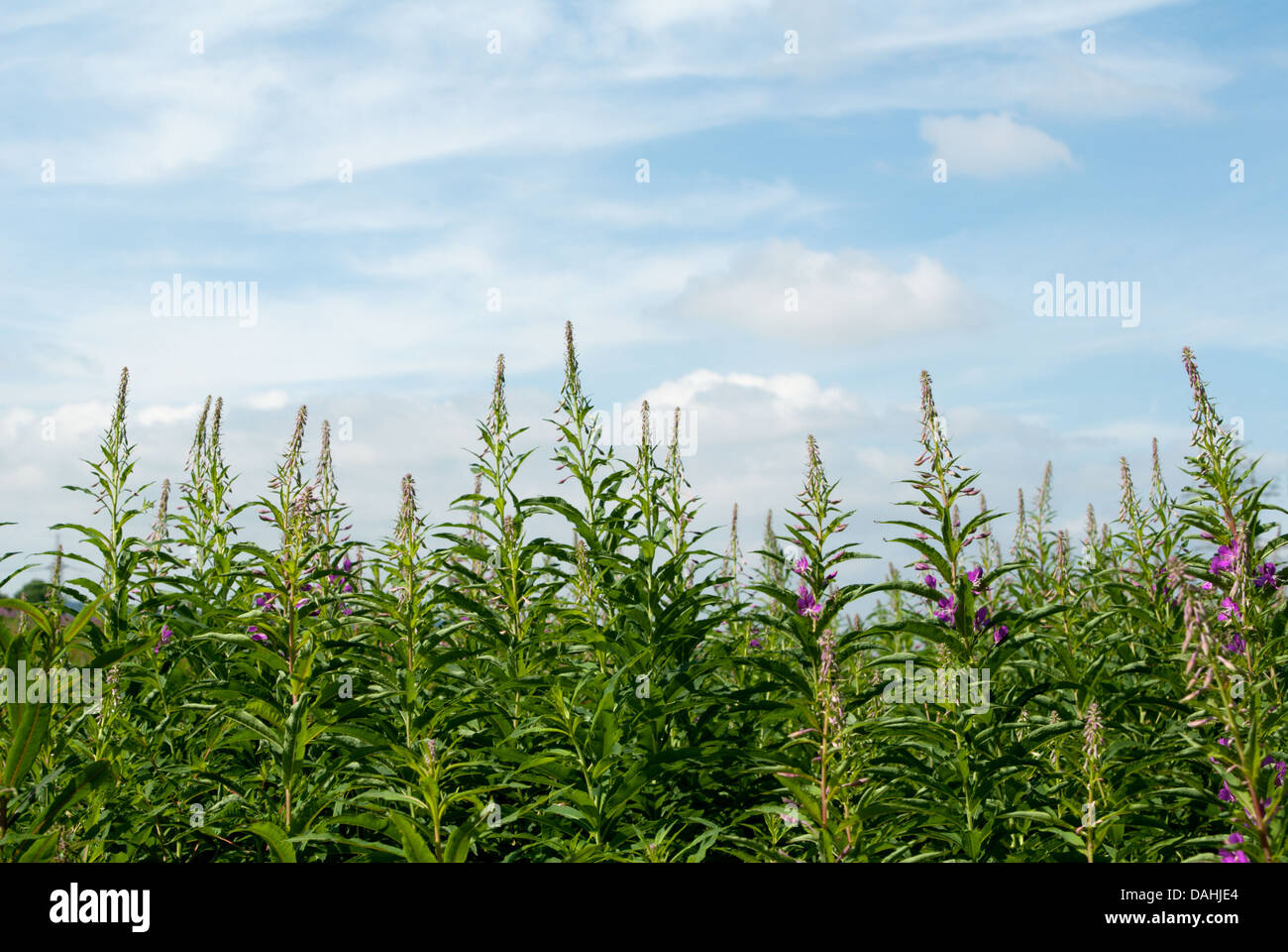 Un prato su un luminoso giorno d'estate in campagna scozzese Foto Stock