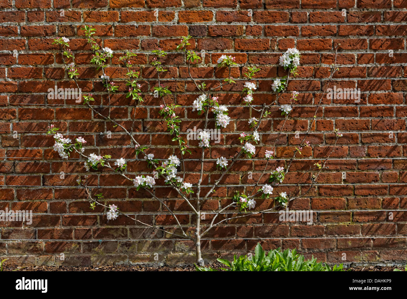 Spalliera melo in fiore ventilatore addestrati contro la parete Foto Stock