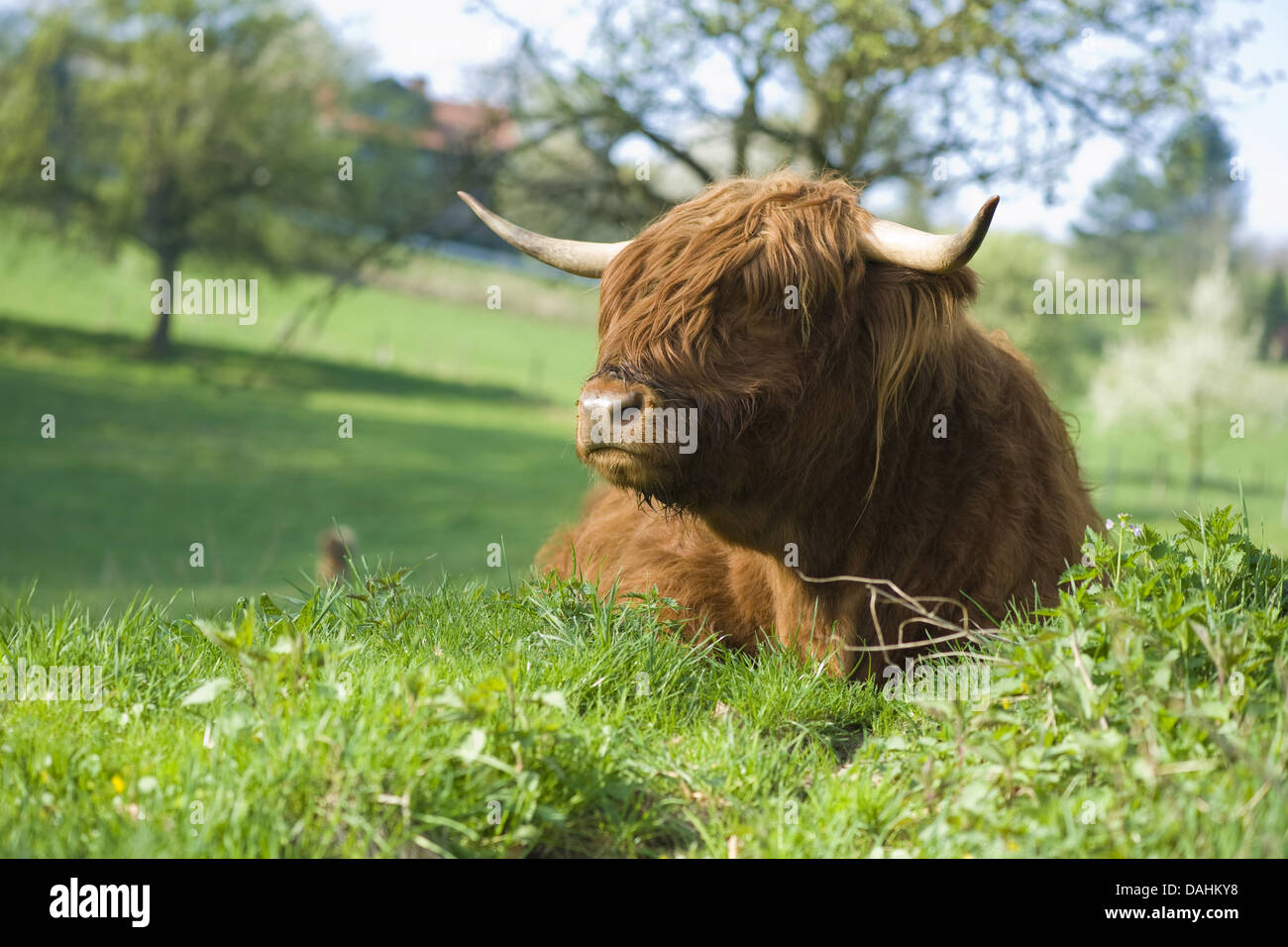 Bovini, Bos primigenius taurus Foto Stock