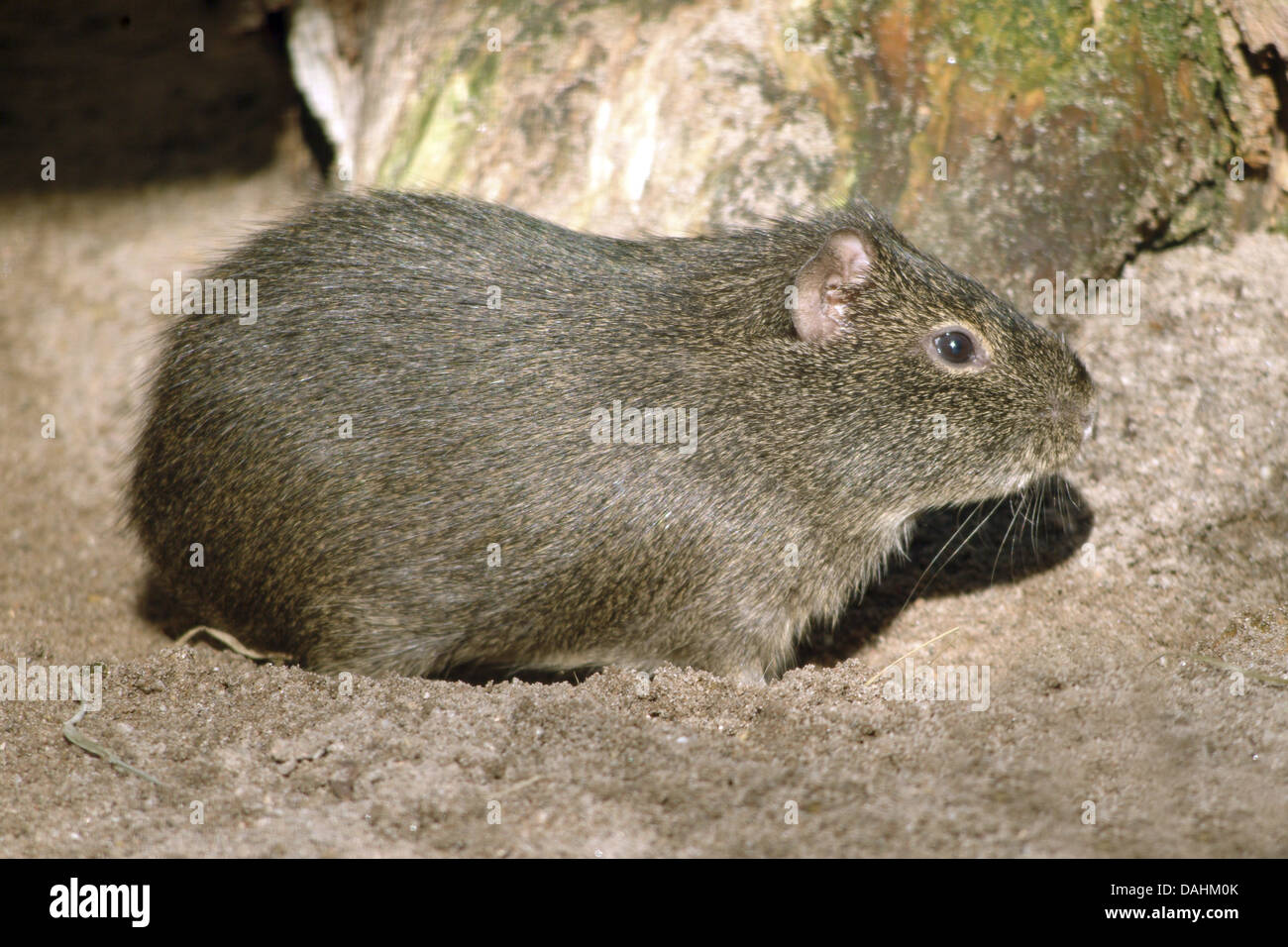 Brasiliano della cavia, cavia aperea Foto Stock