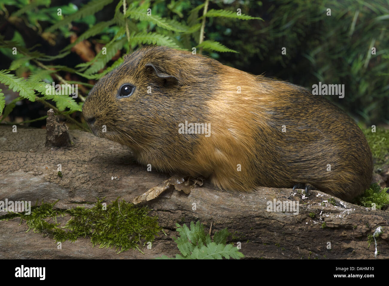 La cavia, cavia porcellus Foto Stock