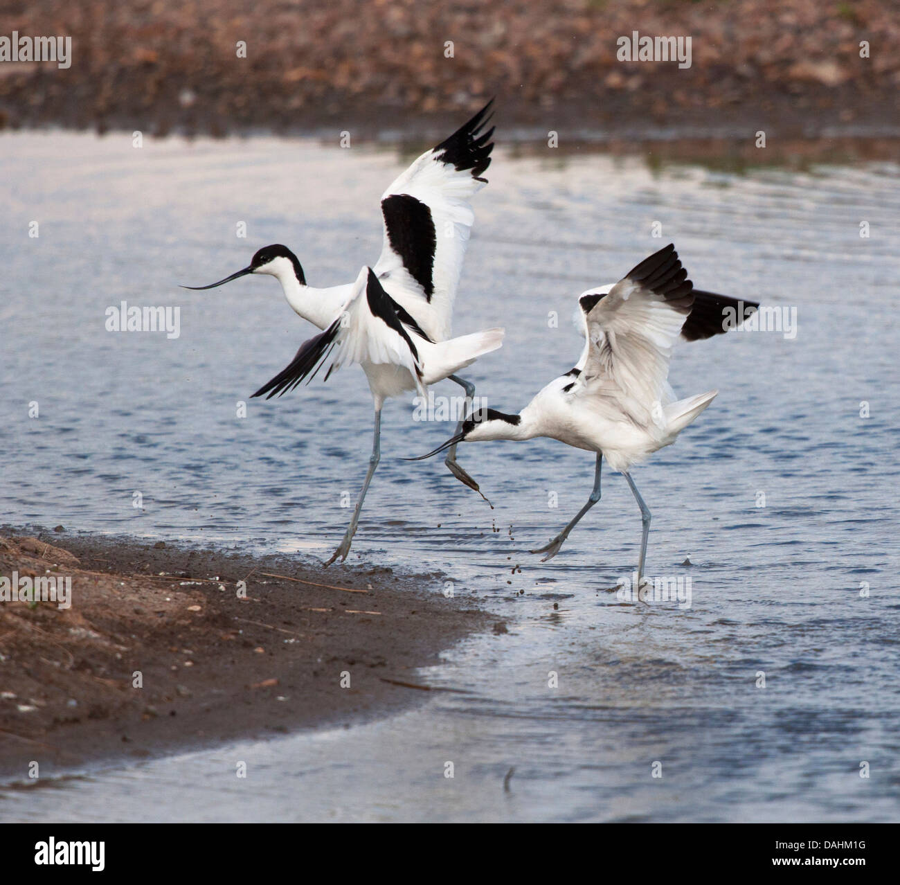 Avocette combattimenti nella zona umida, Upton Warren, Worcestershire Wildlife Trust Foto Stock