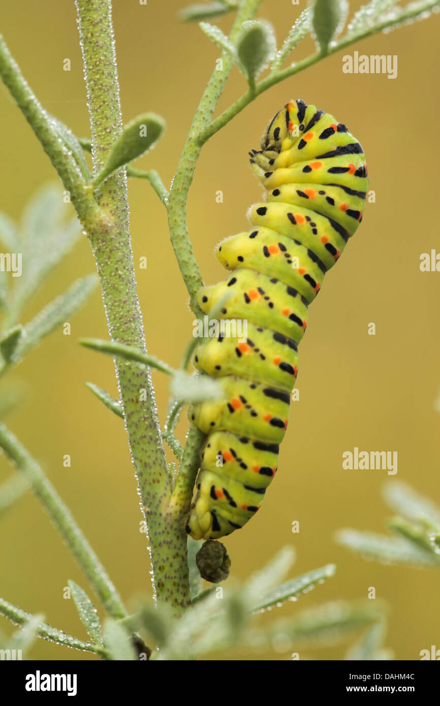 Comune a coda di rondine giallo (Papilio machaon) caterpillar su un ramoscello Foto Stock