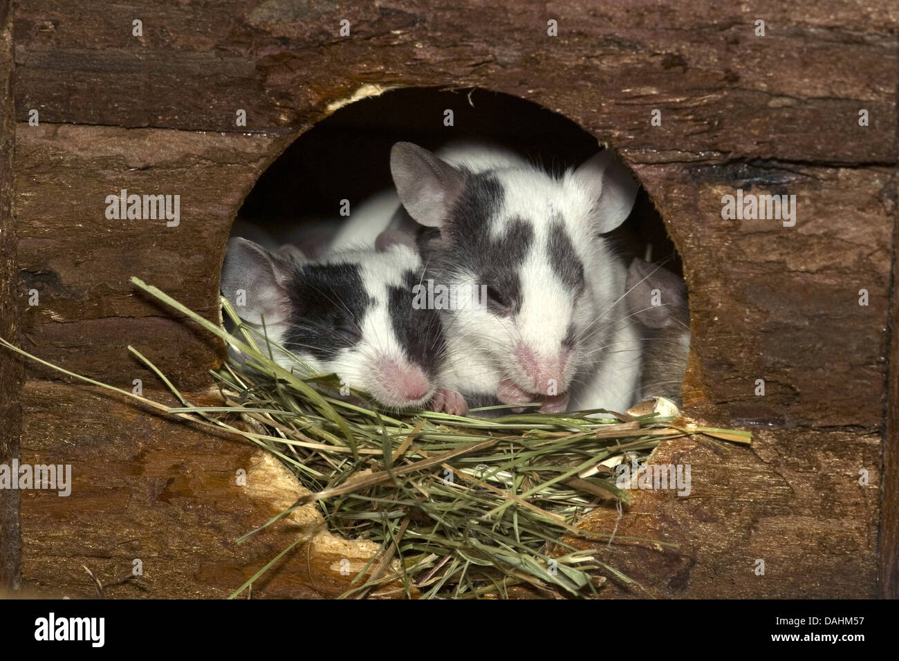 House mouse mus musculus Foto Stock