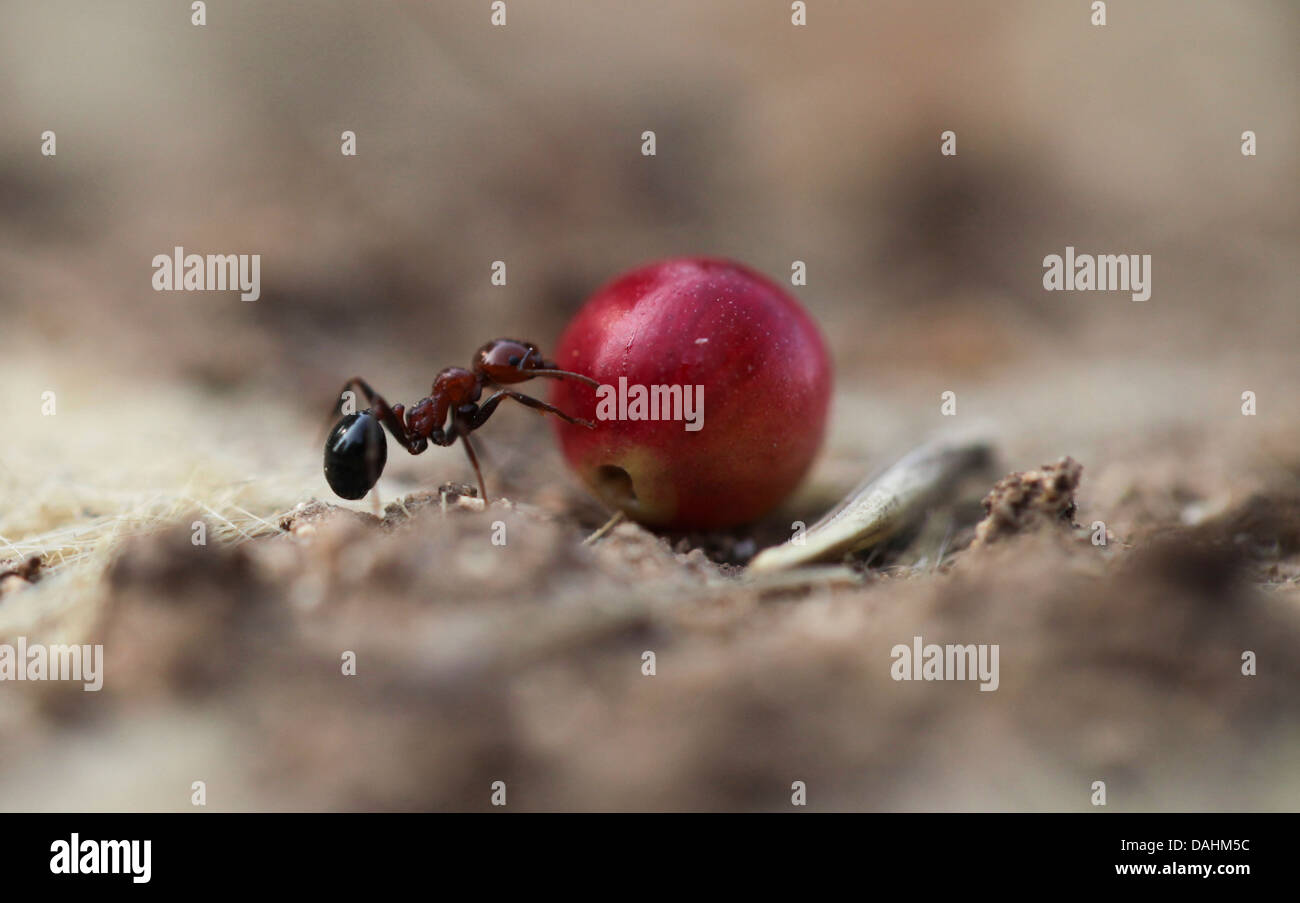 Harvester ant (Messor hebraeus). Macrophotograph di una mietitrice ant portando un seme. Foto Stock