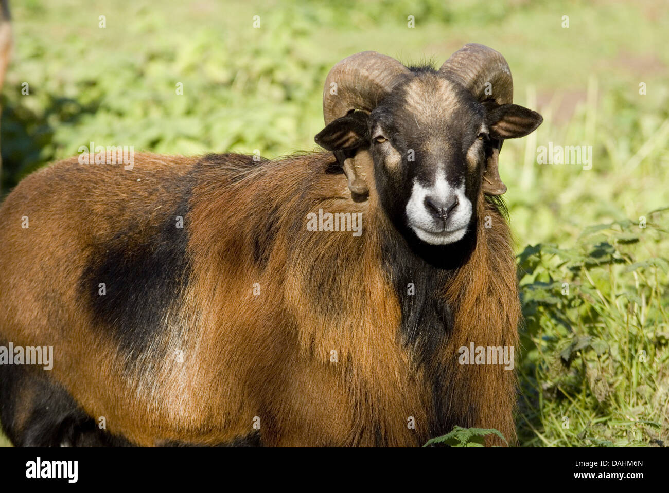 delle pecore del Cameroun Foto Stock