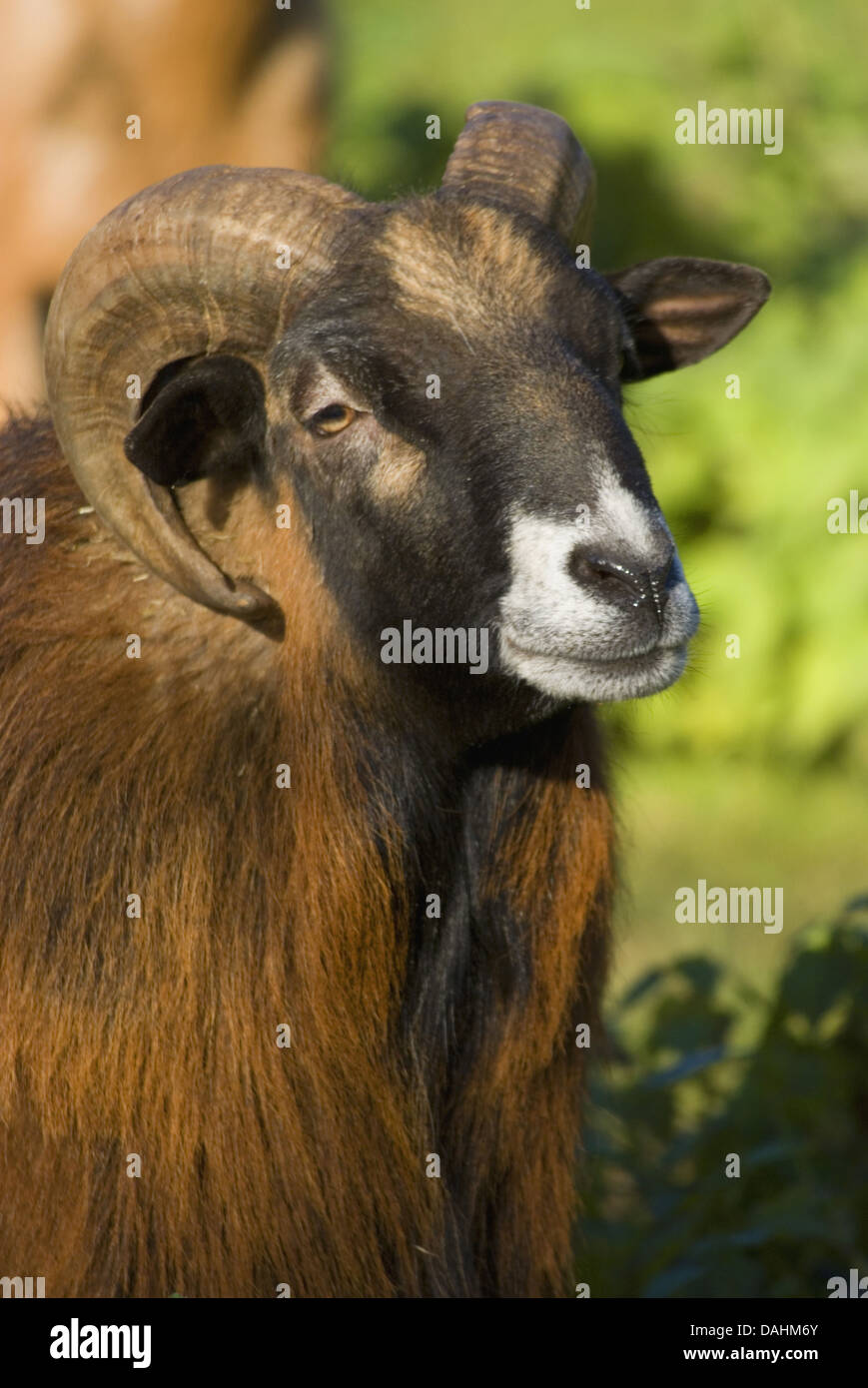 delle pecore del Cameroun Foto Stock