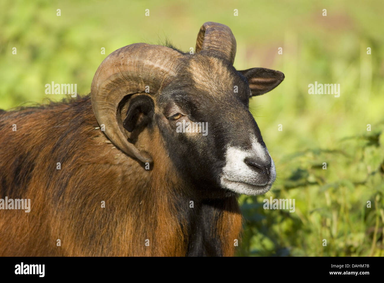 delle pecore del Cameroun Foto Stock