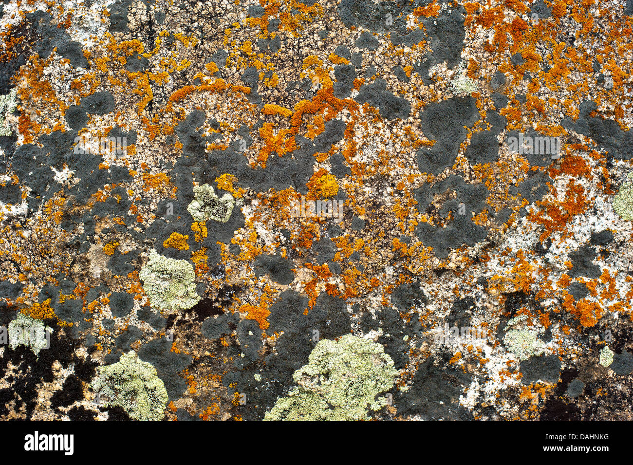 Natura i colori dello sfondo. Superficie di roccia con licheni e muschi texture Foto Stock