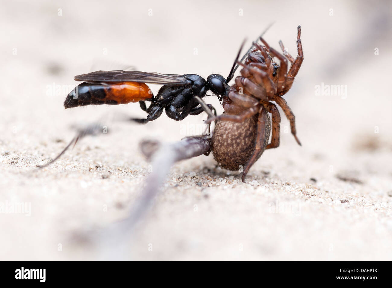 Spider caccia Wasp - Priocnemis perturbator Foto Stock