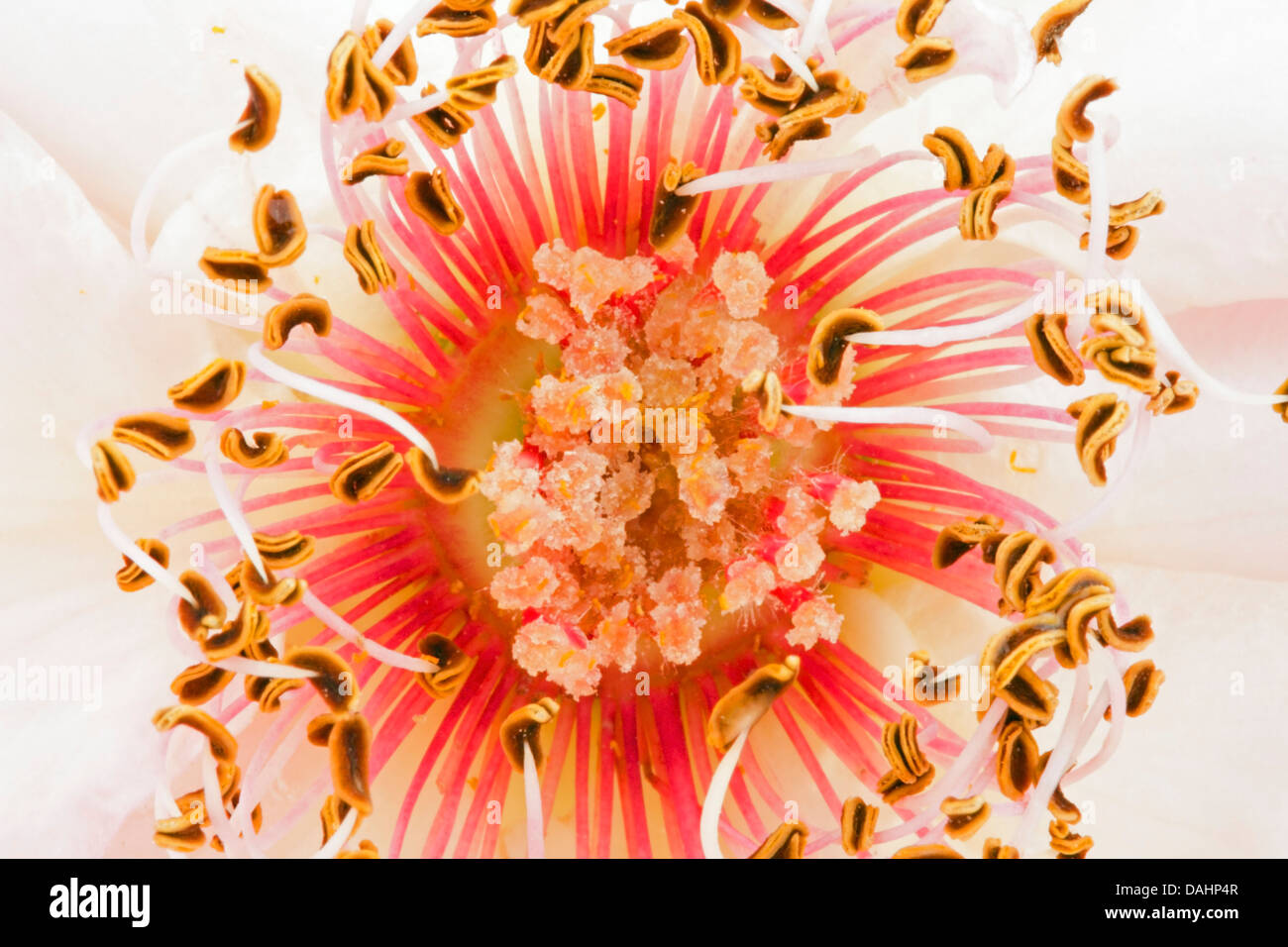 Il nucleo interno di una rosa close up Foto Stock