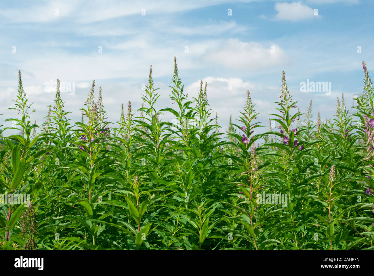 Prato su un luminoso giorno d'estate in campagna scozzese Foto Stock