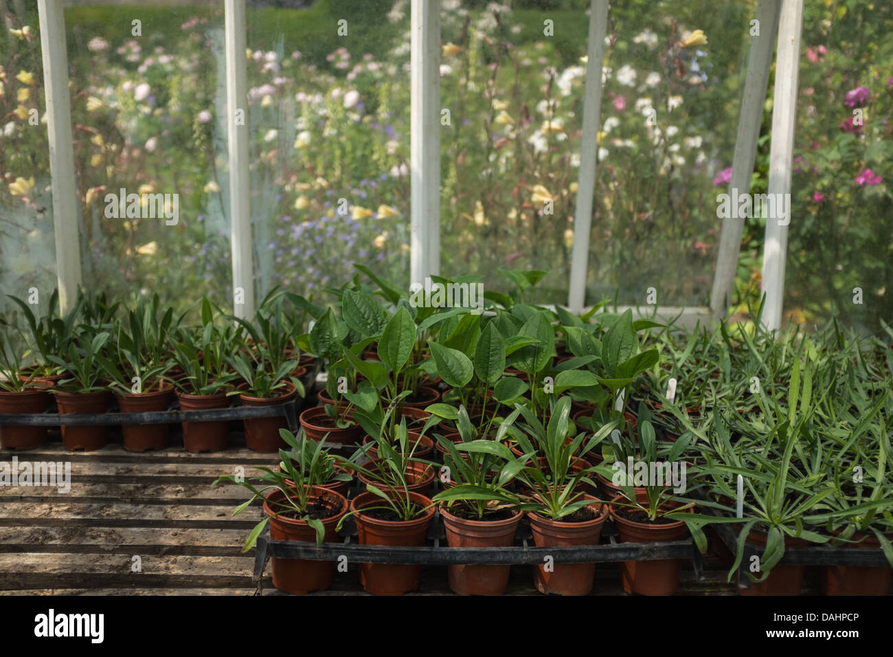 Giovani piante in una serra tradizionale Foto Stock