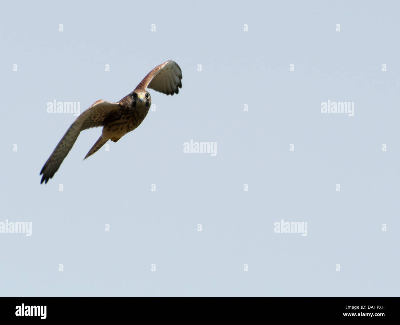 Wild capretti il gheppio, il Falco tinnunculus in volo Foto Stock