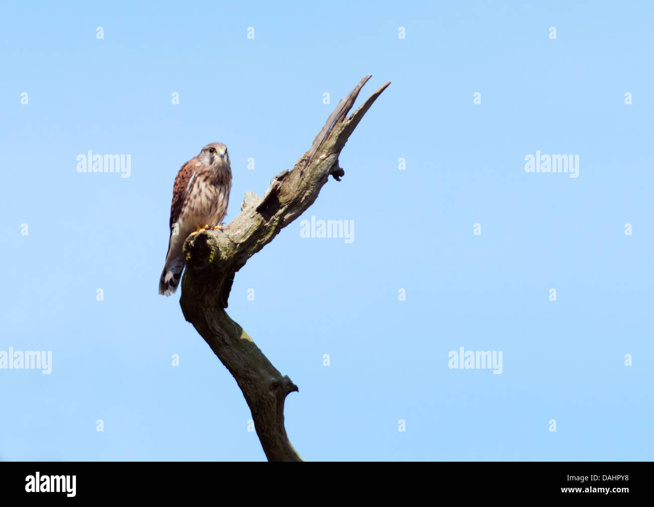 Wild capretti il gheppio, il Falco tinnunculus appollaiato sul ramo di quercia Foto Stock