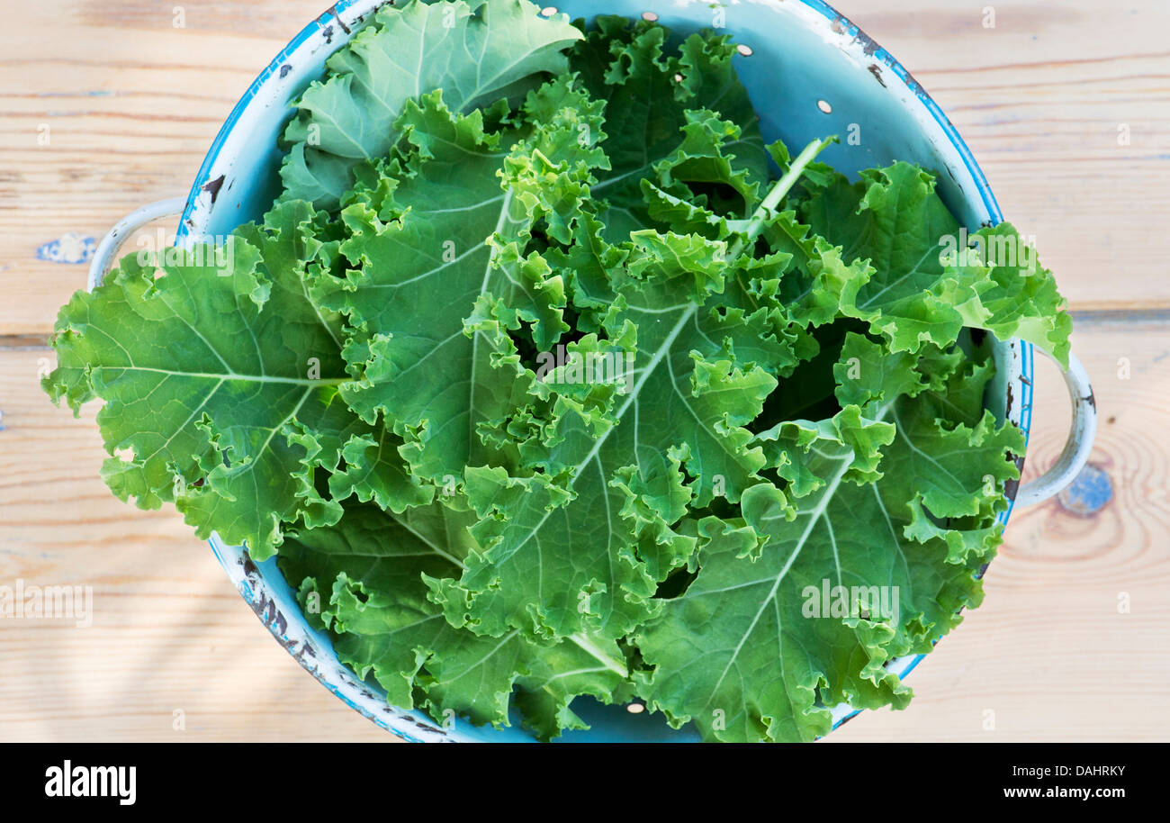 Brassica oleracea. Raccolte Kale Reflex ibrido F1 in uno scolapasta su un tavolo di legno Foto Stock