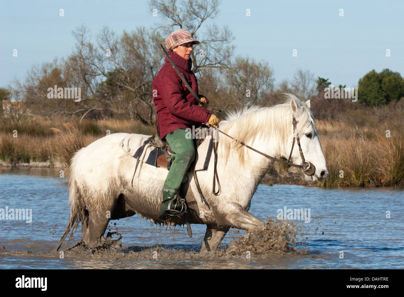 Donna francese gardiana sulla Camargue equitazione attraverso la palude nel sud della Francia Foto Stock