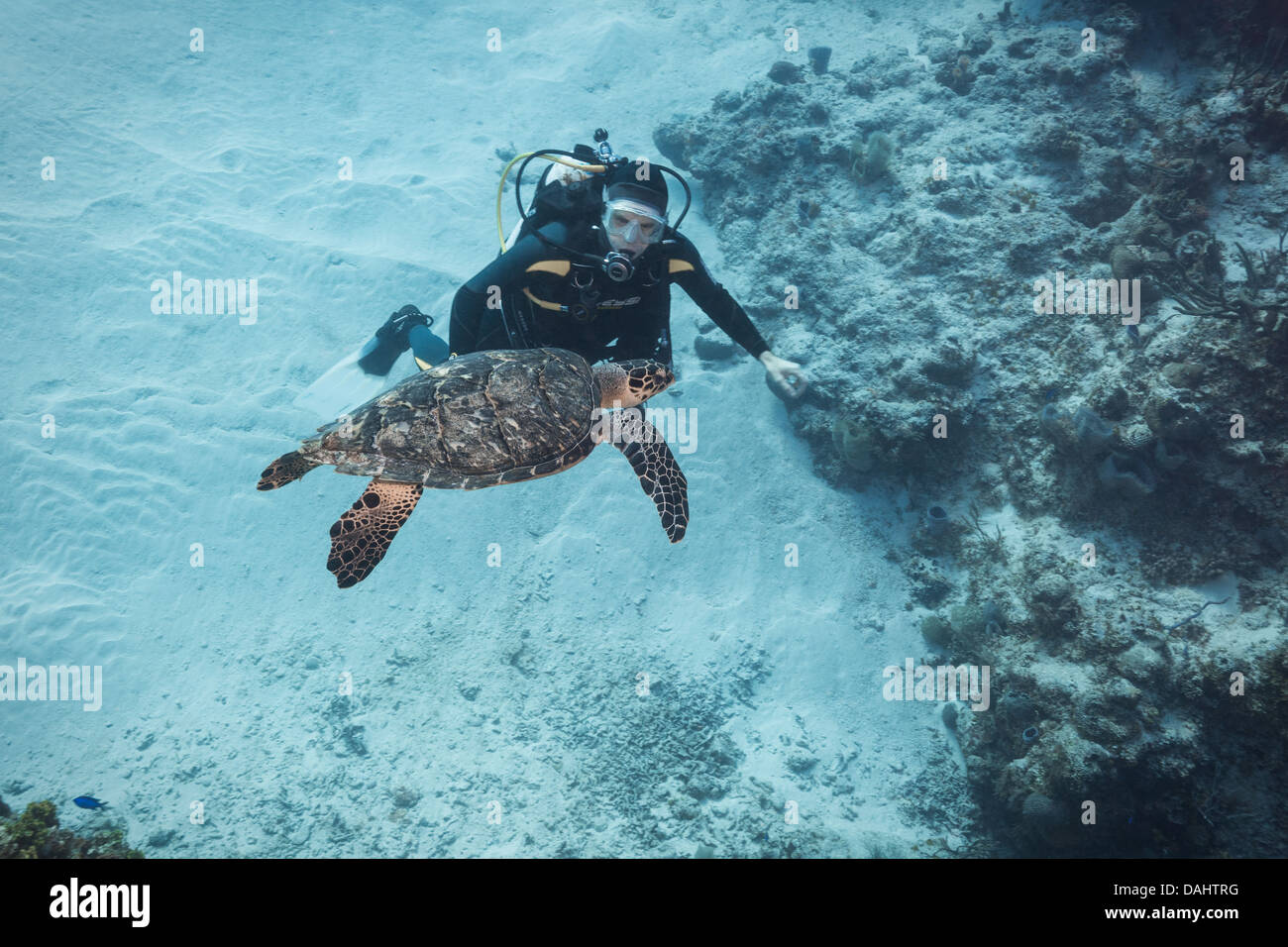 Scuba Diver interagente con una tartaruga di mare Foto Stock