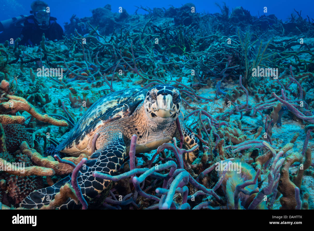 Tartaruga di mare sul fondo dell'oceano di essere guardato da un subacqueo. Foto Stock