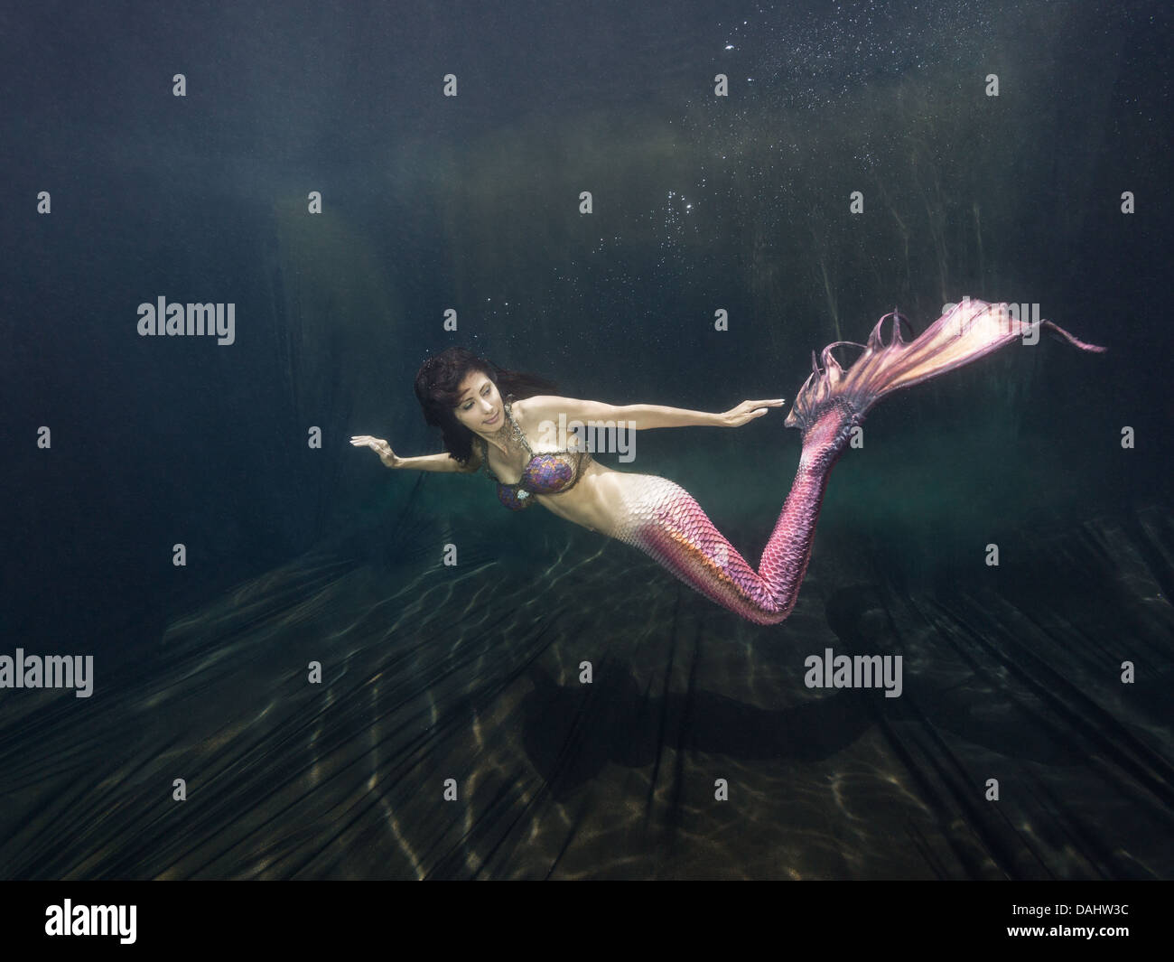 Mermaid con una rosa di coda scaloppina al nuoto in una piscina in Virginia Beach, VA. Foto Stock