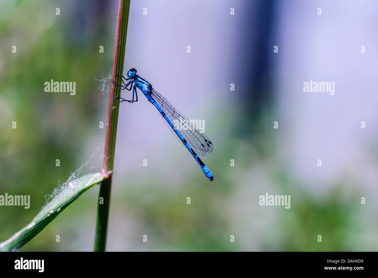 Unica fanciulla Fly tenuta su di un gambo di erba Foto Stock