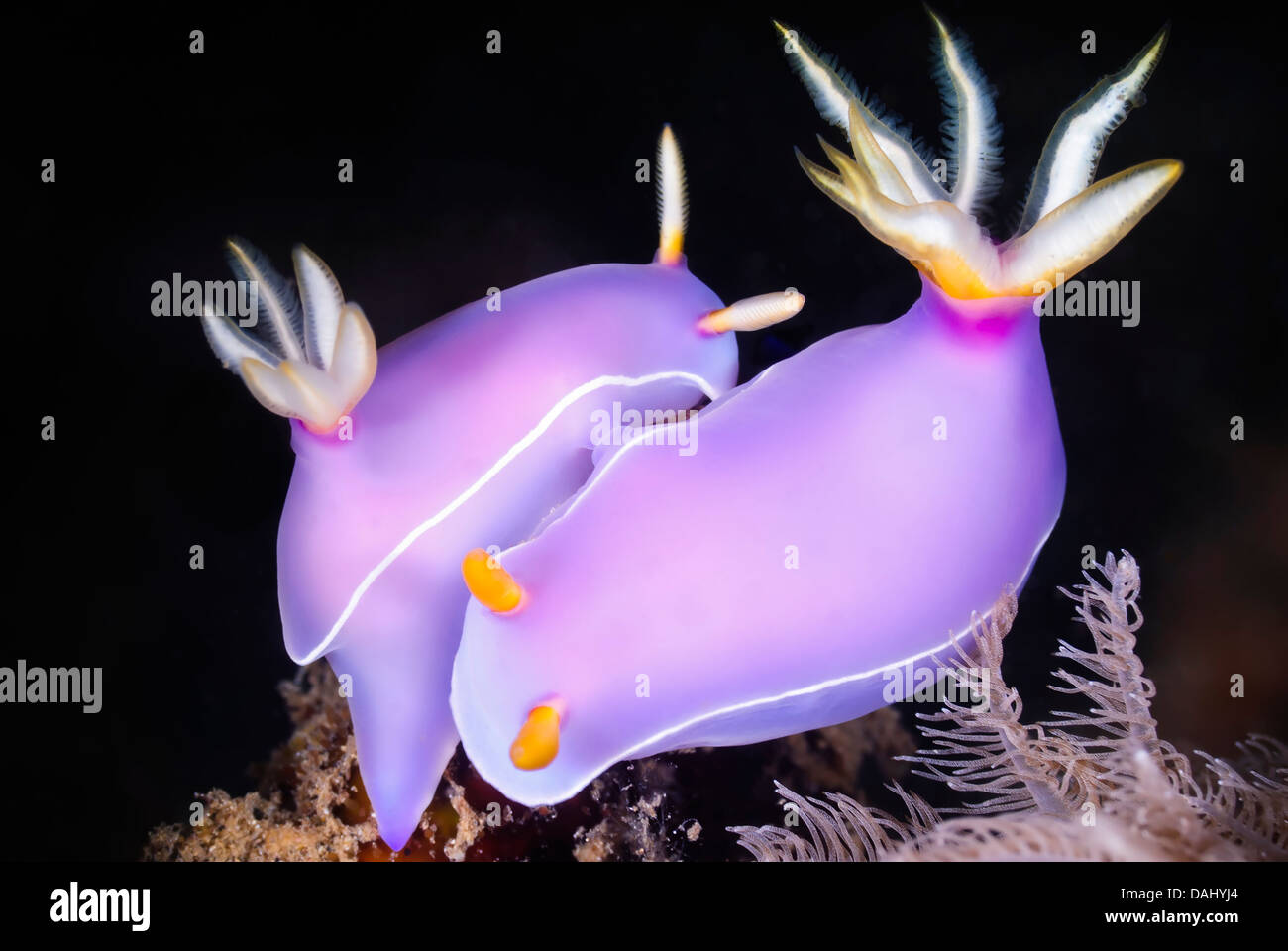 Il Giovenco Hypselodoris sea slug o nudibranch, Hypselodoris bullocki, Bunaken Marine Park, Nord Sulawesi, Indonesia, il Pacifico Foto Stock