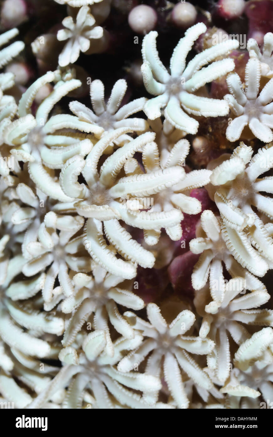 Organo a canne coral polipi, Tubipora musica, Bunaken Marine Park, Nord Sulawesi, Indonesia, il Pacifico Foto Stock