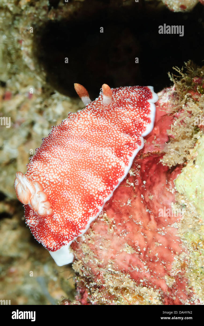 Nudiranch reticolato o slug di mare, parte del complesso Goniobranchus tinctorius, Bunaken Marine Park, Sulawesi Nord, Indonesia, Pacifico Foto Stock