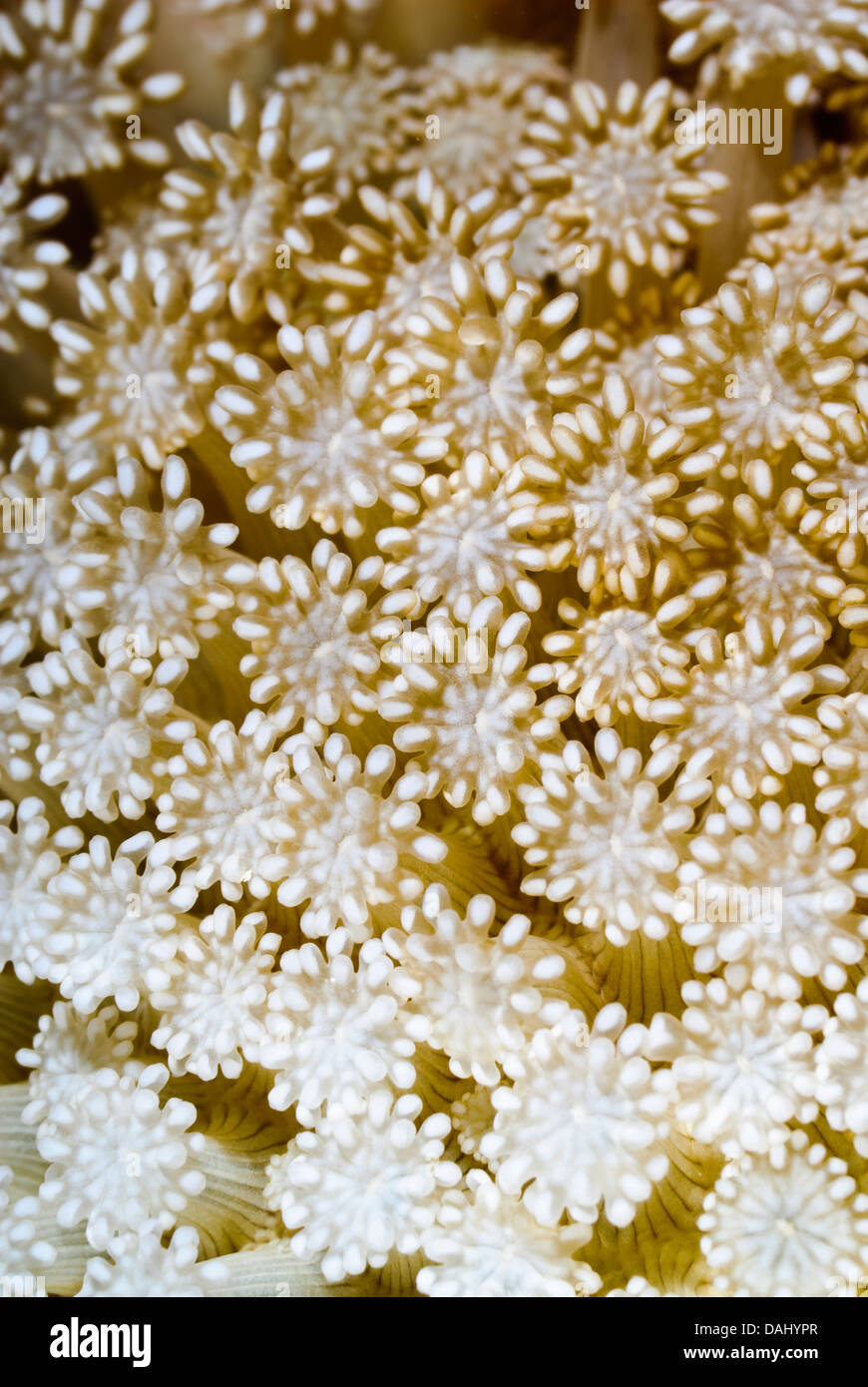 Flower Pot Coral Polyps, Goniopora sp., Bunaken Marine Park, North Sulawesi, Indonesia, Pacifico Foto Stock