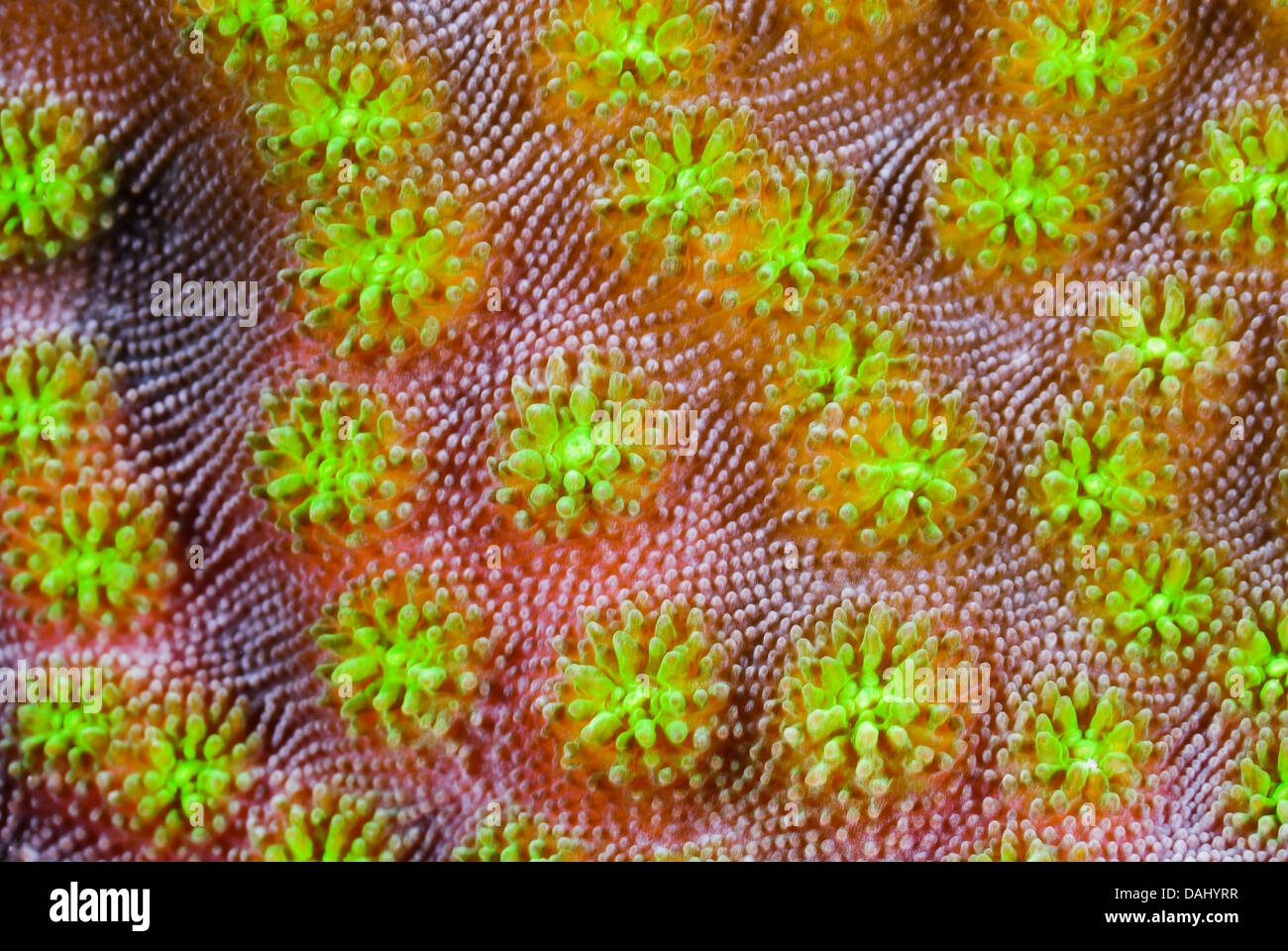 Corallo duro polipi, Echinopora lamellosa, Bunaken Marine Park, Nord Sulawesi, Indonesia, il Pacifico Foto Stock
