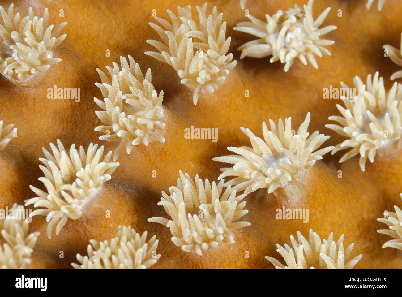 Corallo duro polipi, Turbinaria stellulata, Bunaken Marine Park, Nord Sulawesi, Indonesia, il Pacifico Foto Stock