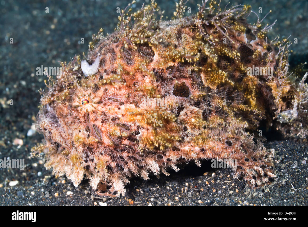 Rana pescatrice peloso, Antennarius striatus, Lembeh diritta, Sulawesi, Indonesia, il Pacifico Foto Stock