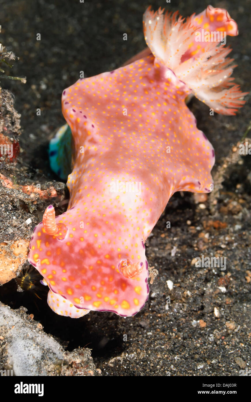 Sea slug o nudibranch, Ceratosoma gracillimum, Lembeh strait, Sulawesi, Indonesia, il Pacifico Foto Stock