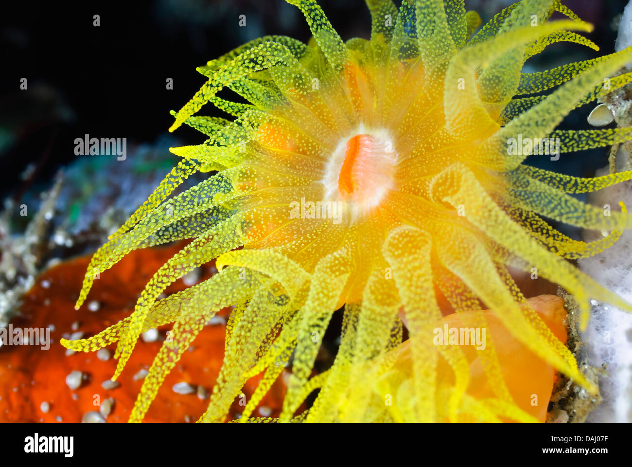 Tubastrea stony coral , Tubastrea sp., Lembeh strait, Sulawesi, Indonesia, il Pacifico Foto Stock