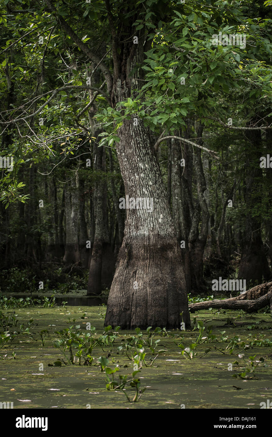 In Louisiana, Stati Uniti d'America Foto Stock