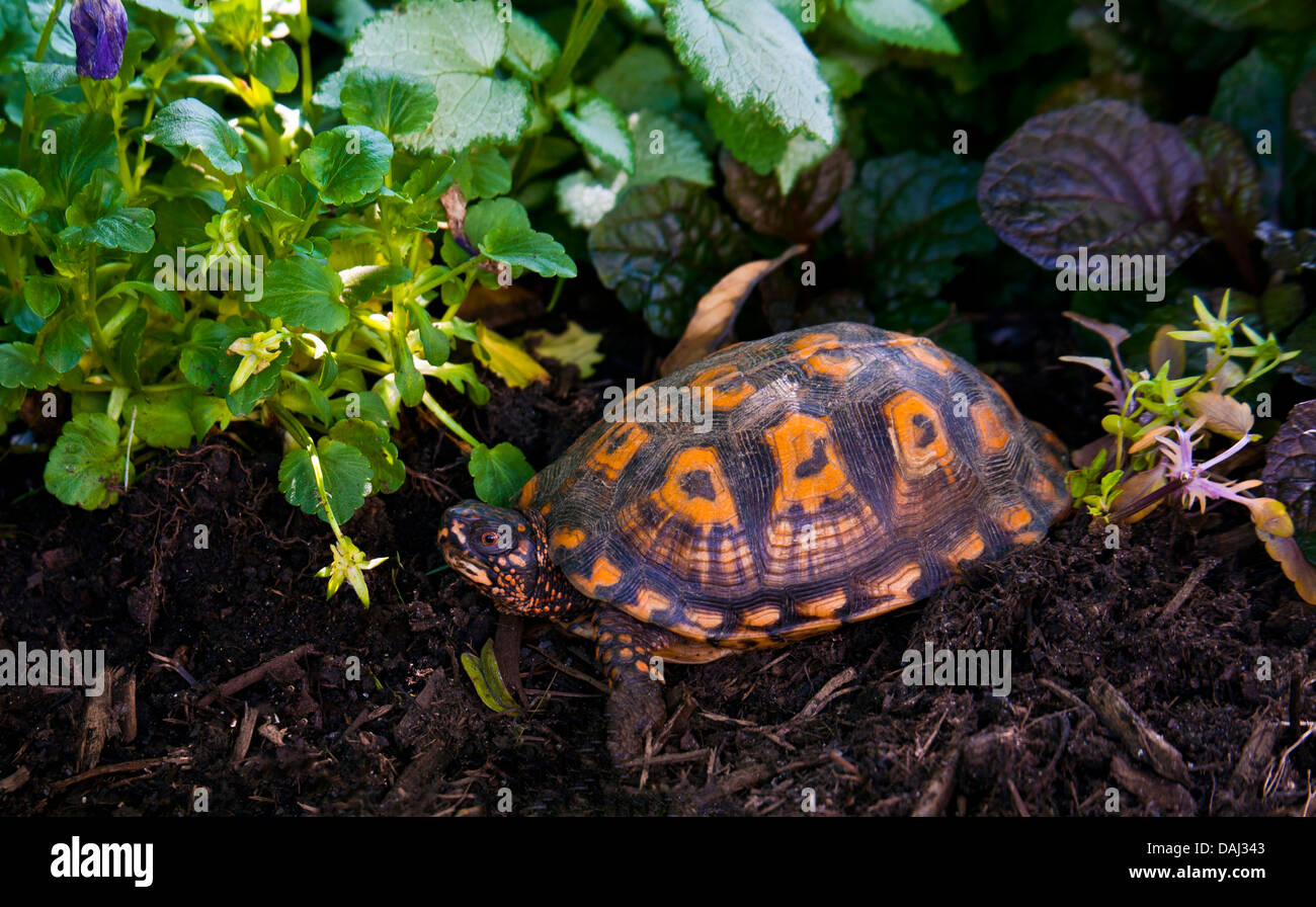 Primo piano di una tartaruga arancione della scatola orientale tra i fiori in un giardino a Monroe Twp., New Jersey, USA isolato giardino fiori vita Foto Stock