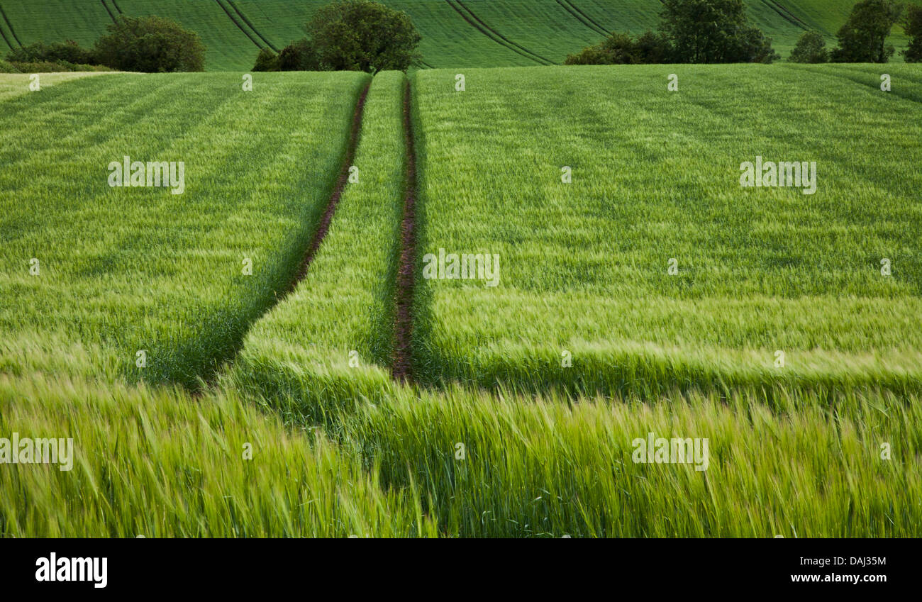 Principali linee di percorso a vuoto attraverso sfumature di verde campo di grano scena di paesaggio, il percorso attraverso il campo, Westmeath, Irlanda, Europa, West Meath campagna Foto Stock