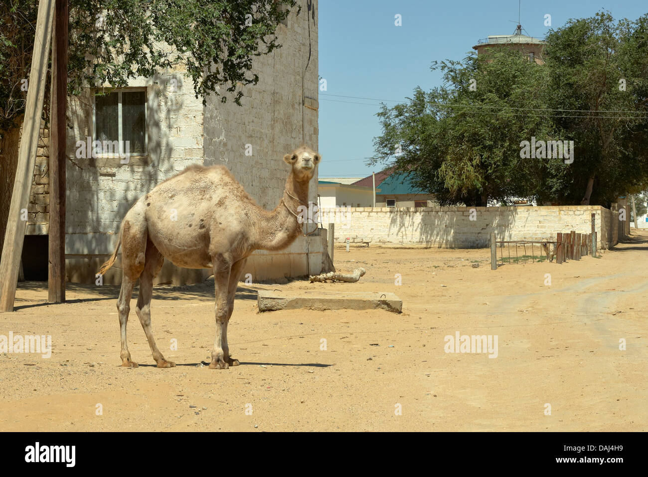 Gli animali di piccole dimensioni, camel, deserto, marrone, mammiferi, capelli, hump, giovani, pelliccia, interesse, cercando, endurance, shaggy, chiedendo, Asia, ar Foto Stock