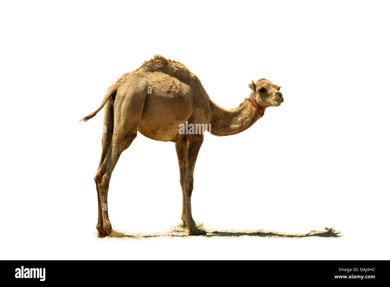 Gli animali di piccole dimensioni, camel, deserto, marrone, mammiferi, capelli, hump, giovani, pelliccia, interesse, cercando, endurance, shaggy, chiedendo, Asia, ar Foto Stock
