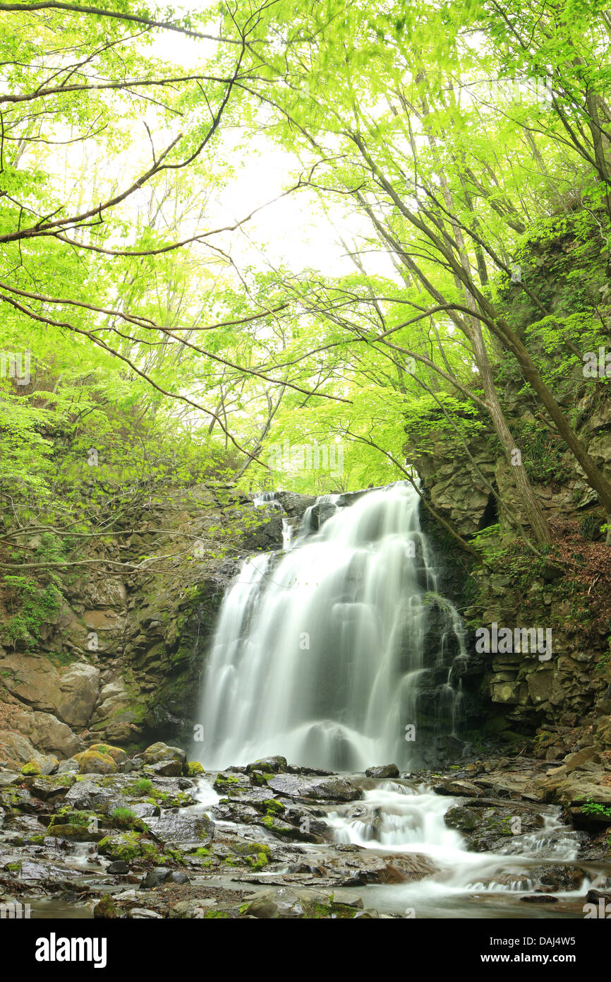 Cascata di fresco verde, Nome è Asamaootaki, Gunma, Giappone Foto Stock