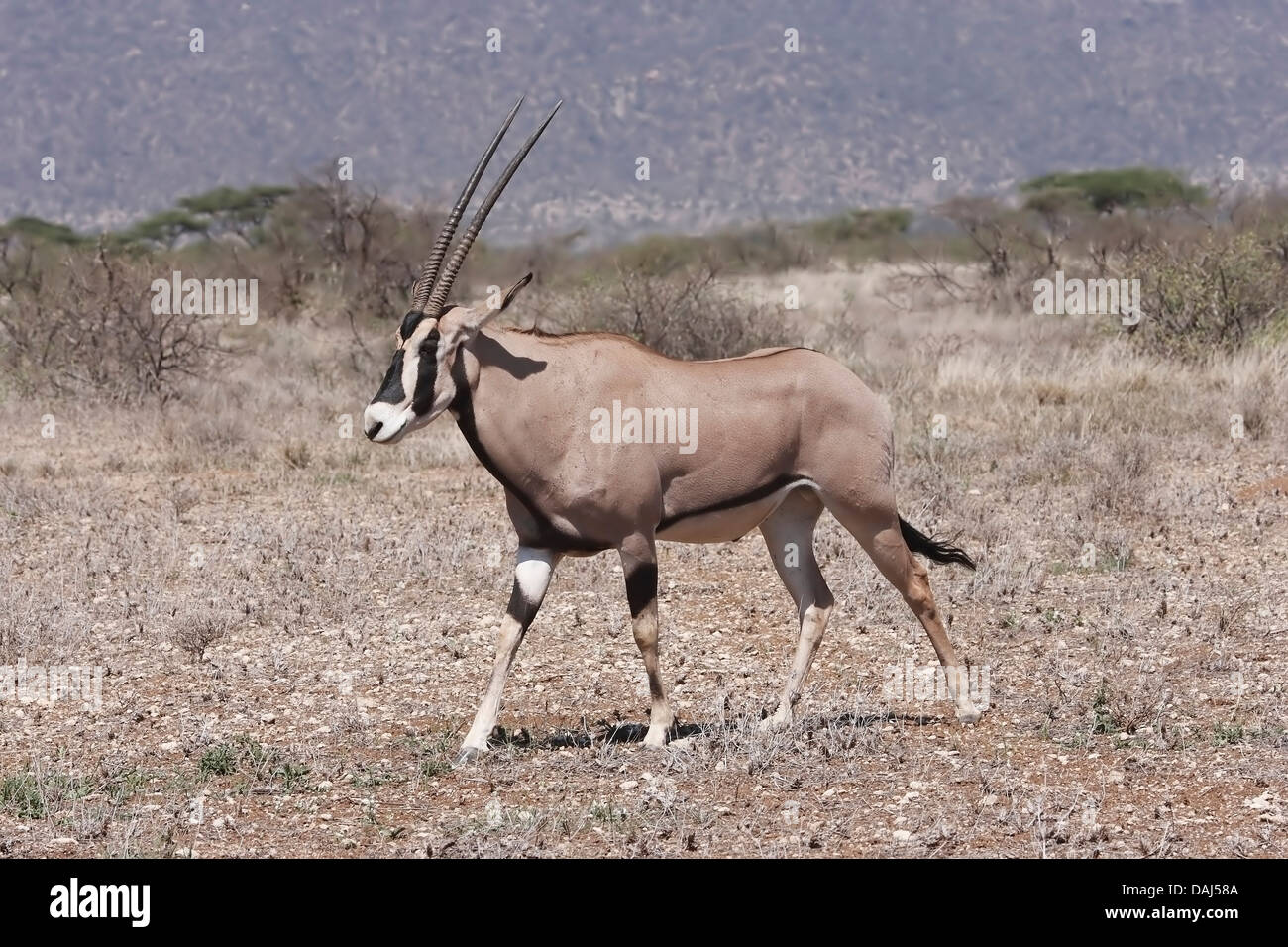 Beisa oryx (Oryx beisa) adulto a piedi nella savana aperta, Samburu, Kenya, Africa orientale Foto Stock