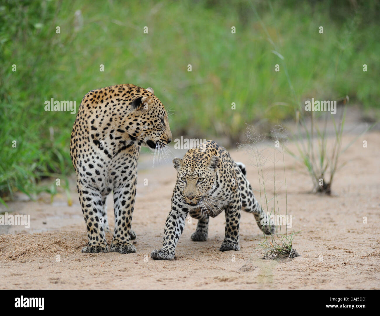 African leopard maschio e femmina di accoppiamento prima nel letto del fiume Foto Stock