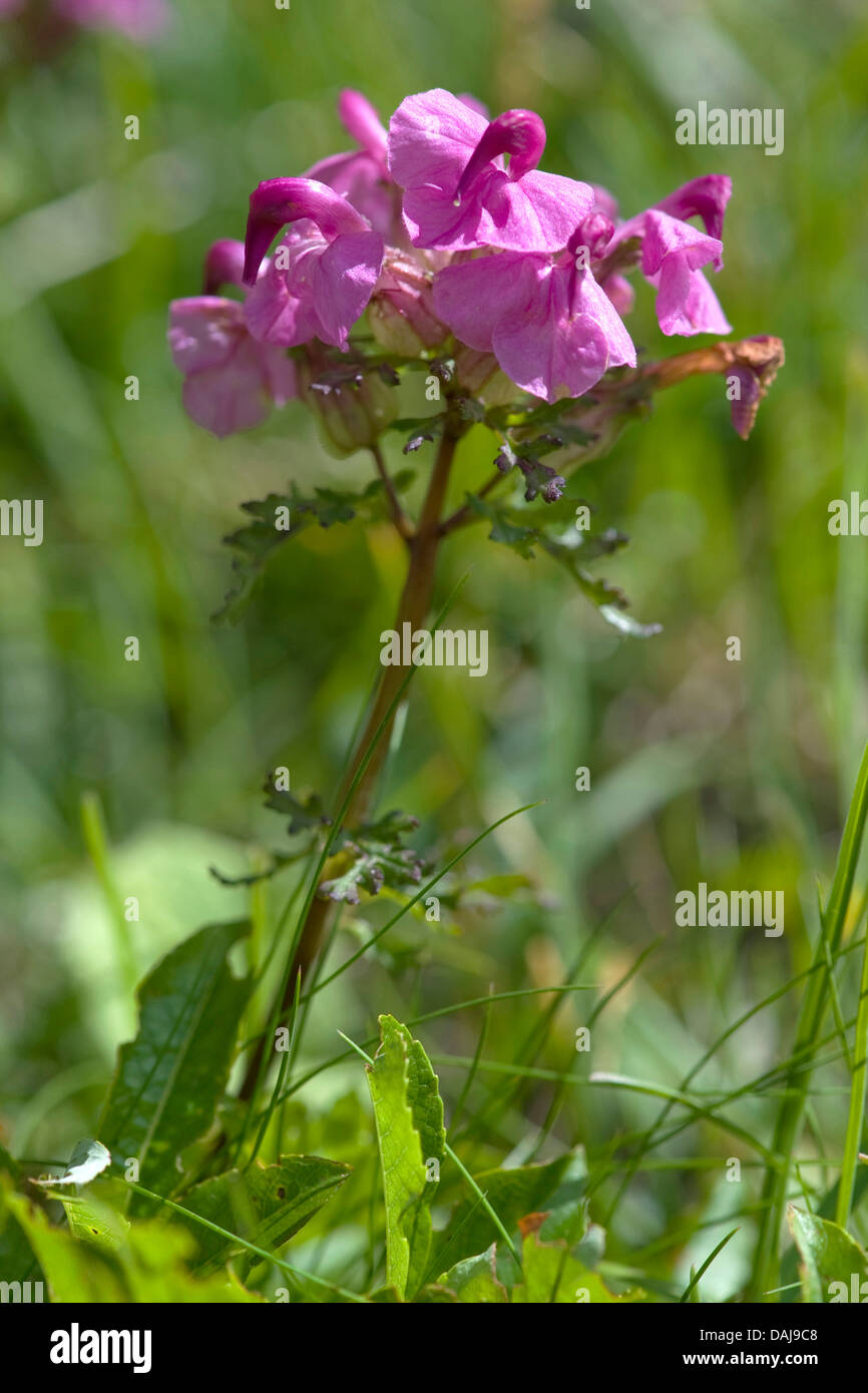 Long-Nosed Lousewort (Pedicularis rostratocapitata), fioritura, Austria Foto Stock