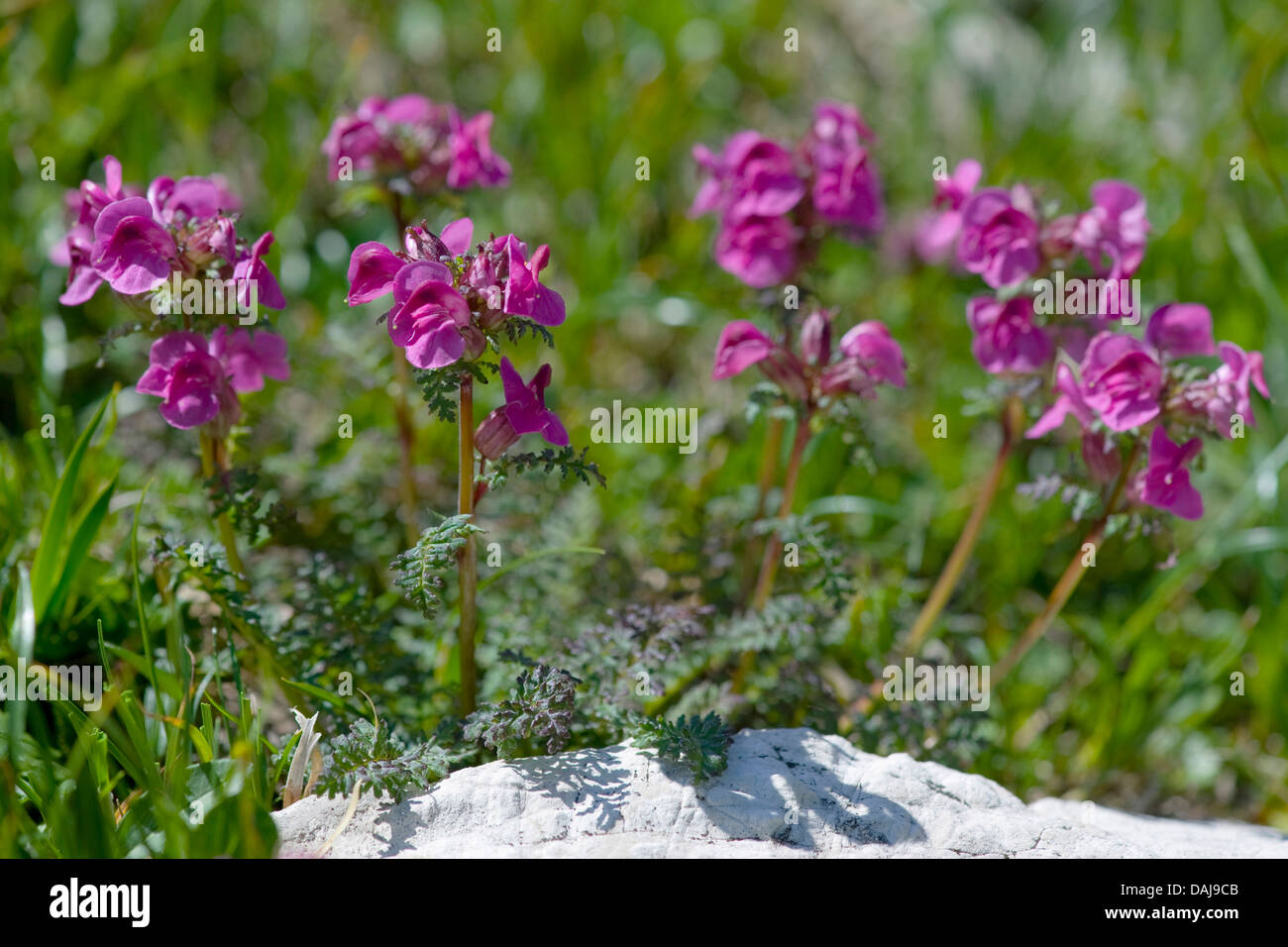 Long-Nosed Lousewort (Pedicularis rostratocapitata), fioritura, Austria Foto Stock